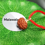 10 Mukhi Rudraksha Lab Certified - Natural Ten-Face Rudraksha for Lord Vishnu’s Protection – Malawala