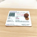 10 Mukhi Rudraksha Lab Certified - Natural Ten-Face Rudraksha for Lord Vishnu’s Protection – Malawala