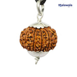 11 Mukhi Rudraksha Lab Certified - Natural Eleven-Face Rudraksha for Hanuman’s Strength – Malawala