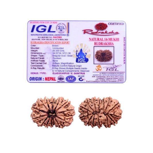 14 Mukhi Rudraksha Lab Certified - Natural Fourteen-Face Rudraksha for Lord Hanuman’s Vision – Malawala