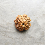 4 Mukhi Rudraksha Lab Certified - Natural Four-Face Rudraksha for Brahma Wisdom – Malawala