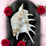 5 Mukhi Lakshmi Shankh - Natural Panchmukhi Conch for Puja (Non-Blowing, Lab Certified) | Malawala