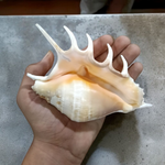 5 Mukhi Lakshmi Shankh - Natural Panchmukhi Conch for Puja (Non-Blowing, Lab Certified) | Malawala