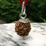 5 Mukhi Rudraksha Lab Certified - Natural Five-Face Rudraksha for Shiva Protection – Malawala