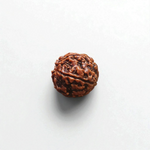 5 Mukhi Rudraksha Lab Certified - Natural Five-Face Rudraksha for Shiva Protection – Malawala