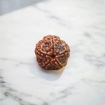 5 Mukhi Rudraksha Lab Certified - Natural Five-Face Rudraksha for Shiva Protection – Malawala