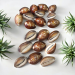 Black Cowry For Puja By Malawala