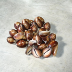 Black Cowry For Puja By Malawala