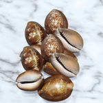 Black Cowry For Puja By Malawala