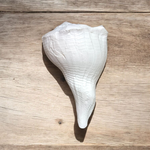 Dakshinavarti Shankh – Natural Valampuri Sangu with Free Stand & Lab Certificate – Malawala