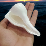 Dakshinavarti Shankh – Natural Valampuri Sangu with Free Stand & Lab Certificate – Malawala