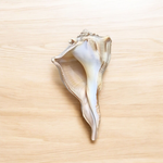 Dakshinavarti Shankh (Valampuri Sangu) – Rare right-spiral natural conch shell used in Hindu rituals and Lakshmi puja