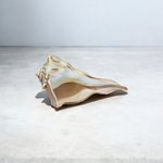 Dakshinavarti Shankh (Valampuri Sangu) – Rare right-spiral natural conch shell used in Hindu rituals and Lakshmi puja