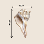 Dakshinavarti Shankh (Valampuri Sangu) – Rare right-spiral natural conch shell used in Hindu rituals and Lakshmi puja