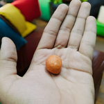 Goulochan Balls - Original Gorochan Ball - Set of 2 Natural Gorochan Tilak for Making Yantra, Tilak and Remedies - Malawala