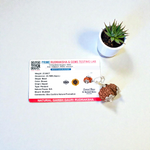 Image of Garbh Gauri Rudraksha twin bead with natural brown texture, placed on a silk cloth with traditional background