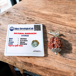 Lab certified Rudraksha pendant featuring 4 Mukhi and 6 Mukhi beads set in metal caps, designed for wisdom, focus, and inner strength