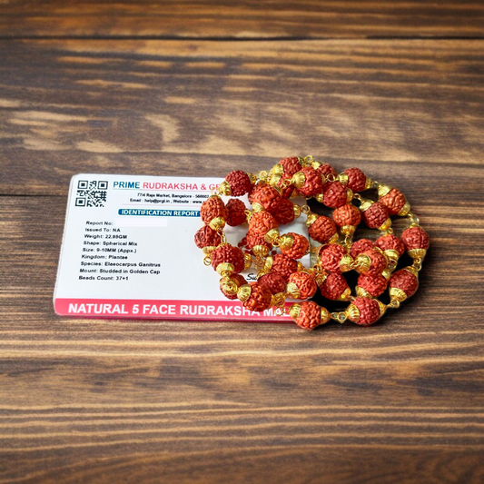 Natural 5 Face Rudraksha Mala with 37+1 golden-capped 9mm beads, handcrafted and lab-certified for meditation and daily wear