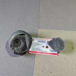 Natural Chakra Shaligram stone used for daily Vishnu worship and Vedic pooja