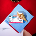 Natural Sea Shell Shankh, Sippi Conch Shell, Lab Certified Shankh, Sacred Sea Shell for Pooja, Indian Ocean Sippi Shankh, Shankh for Home Temple