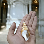 Natural Sea Shell Shankh, Sippi Conch Shell, Lab Certified Shankh, Sacred Sea Shell for Pooja, Indian Ocean Sippi Shankh, Shankh for Home Temple,