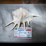 Natural Shankha Conch | Panchmukhi Shankha | Lab Certified Malawala