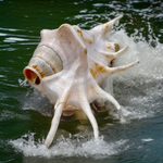 Natural Shankha Conch | Panchmukhi Shankha | Lab Certified Malawala
