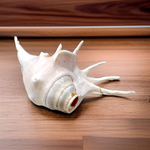 Natural Shankha Conch | Panchmukhi Shankha | Lab Certified Malawala