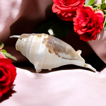 Natural Shankha Conch | Panchmukhi Shankha | Lab Certified Malawala