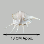 Natural Shankha Conch | Panchmukhi Shankha | Lab Certified Malawala