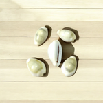 Natural Yellow Cowrie/Cowry/Kouri/Kaudi/Kori Sea Shell for Puja & Multi Purpose Uses - Malawala
