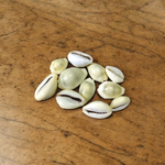 Natural Yellow Cowrie/Cowry/Kouri/Kaudi/Kori Sea Shell for Puja & Multi Purpose Uses - Malawala