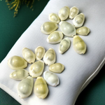 Natural Yellow Cowrie/Cowry/Kouri/Kaudi/Kori Sea Shell for Puja & Multi Purpose Uses - Malawala