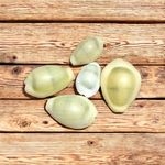 Natural Yellow Cowrie/Cowry/Kouri/Kaudi/Kori Sea Shell for Puja & Multi Purpose Uses - Malawala