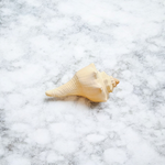 Right Hand Dakshinavarti Lakshmi Shankh – Natural Valampuri Shankh for Puja & Prosperity with Lab Certificate – Malawala