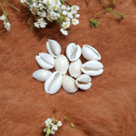 White Cowry | Safed Kodi Natural Malawala