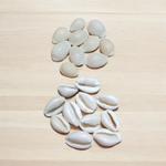 White Cowry | Safed Kodi Natural Malawala