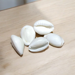 White Cowry | Safed Kodi Natural Malawala