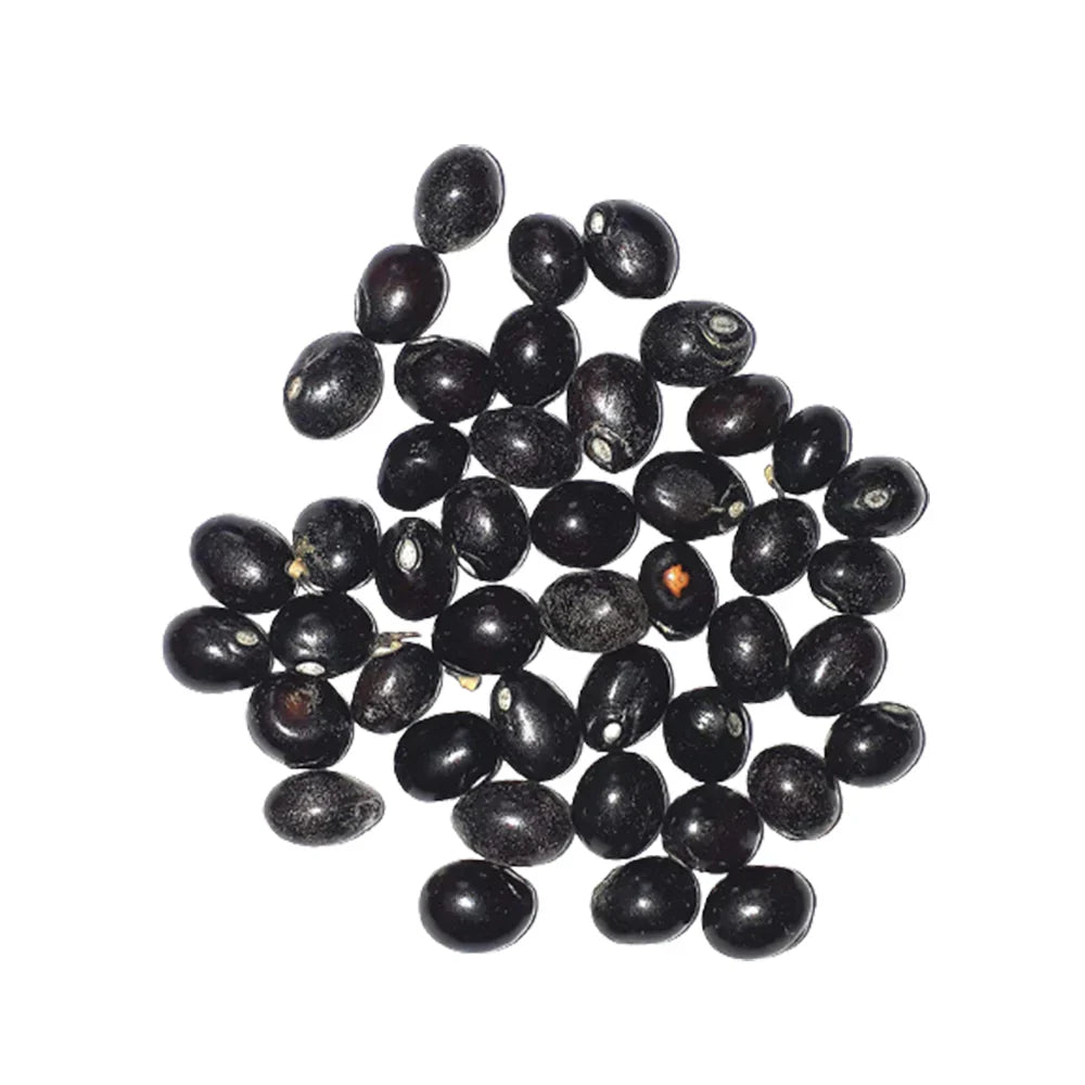 Gunja Seeds Set of 21 Beads | Benefits & Use
