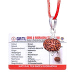 10 Mukhi Rudraksha Lab Certified - Natural Ten-Face Rudraksha for Lord Vishnu’s Protection – Malawala