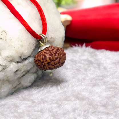 10 Mukhi Rudraksha Lab Certified - Natural Ten-Face Rudraksha for Lord Vishnu’s Protection – Malawala