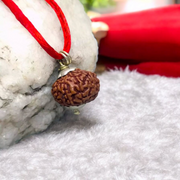 10 Mukhi Rudraksha Lab Certified - Natural Ten-Face Rudraksha for Lord Vishnu’s Protection – Malawala