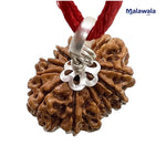 11 Mukhi Rudraksha Lab Certified - Natural Eleven-Face Rudraksha for Hanuman’s Strength – Malawala