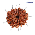 11 Mukhi Rudraksha Lab Certified - Natural Eleven-Face Rudraksha for Hanuman’s Strength – Malawala