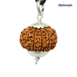 11 Mukhi Rudraksha Lab Certified - Natural Eleven-Face Rudraksha for Hanuman’s Strength – Malawala