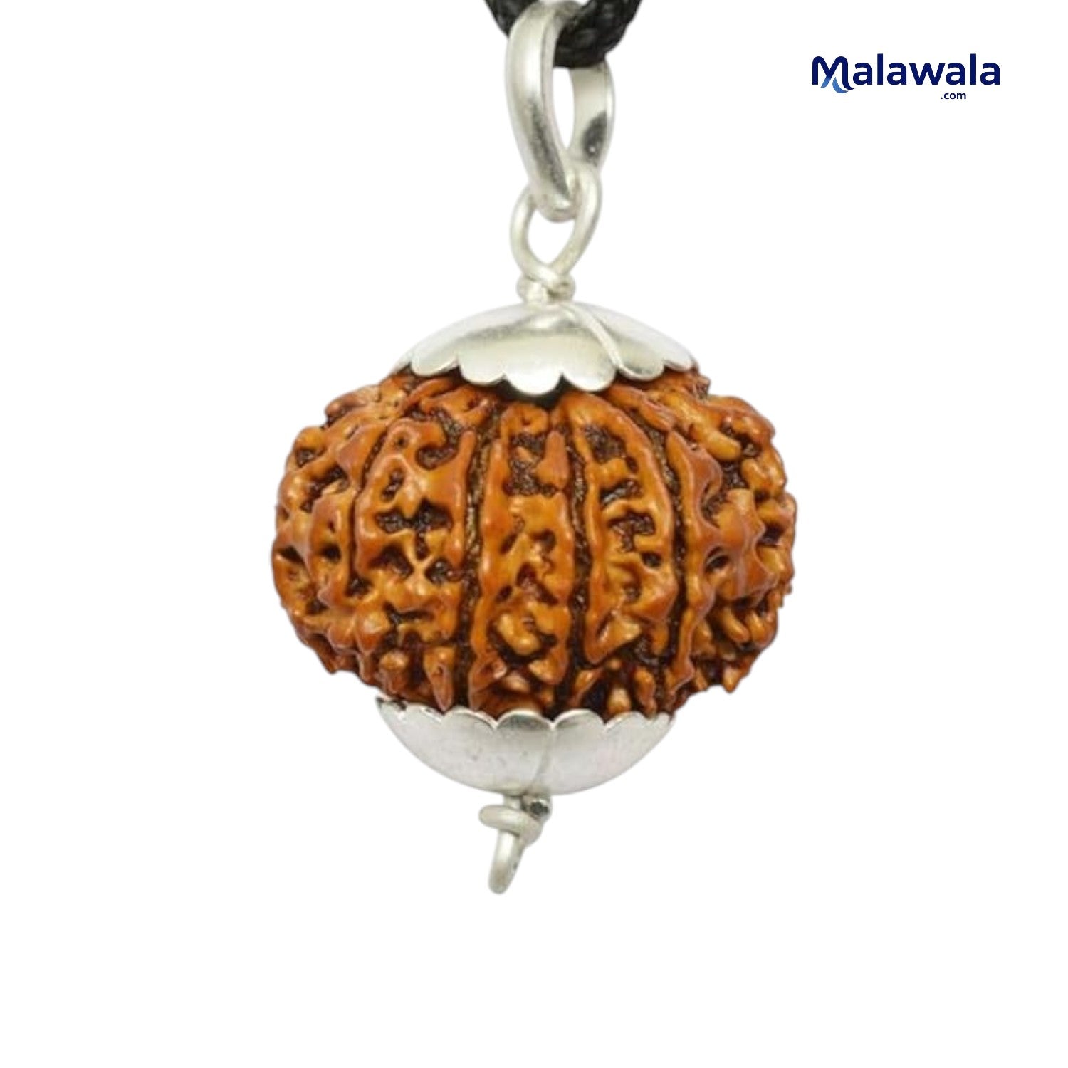 11 Mukhi Rudraksha Lab Certified - Natural Eleven-Face Rudraksha for Hanuman’s Strength – Malawala