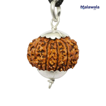11 Mukhi Rudraksha Lab Certified - Natural Eleven-Face Rudraksha for Hanuman’s Strength – Malawala