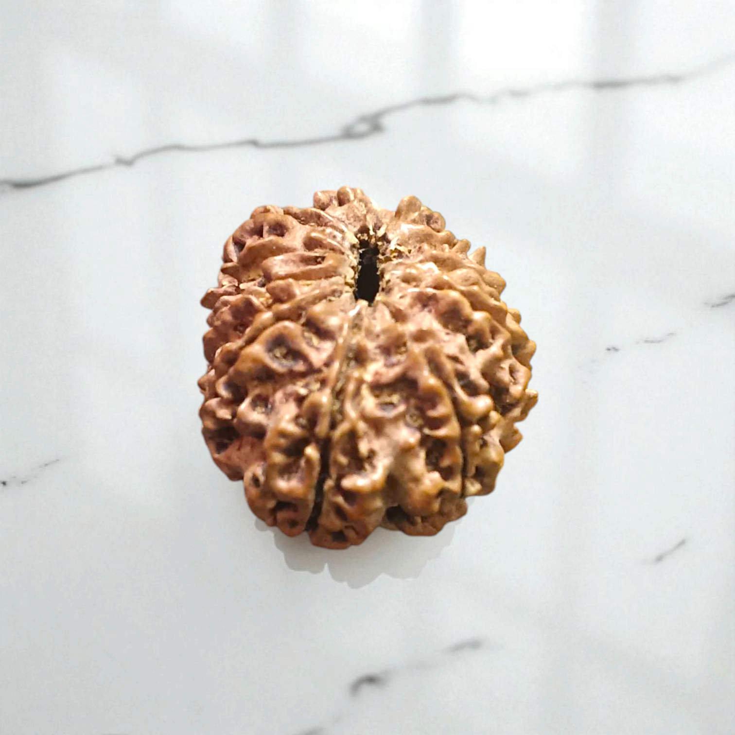 11 Mukhi Rudraksha Lab Certified - Natural Eleven-Face Rudraksha for Hanuman’s Strength – Malawala