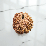 11 Mukhi Rudraksha Lab Certified - Natural Eleven-Face Rudraksha for Hanuman’s Strength – Malawala