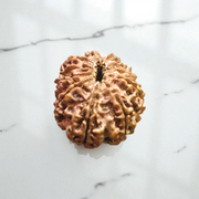 11 Mukhi Rudraksha Lab Certified - Natural Eleven-Face Rudraksha for Hanuman’s Strength – Malawala